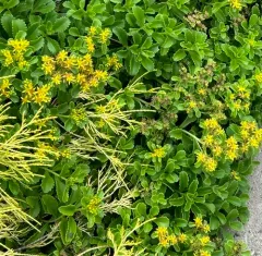 yellow stonecrop thumbnail 4