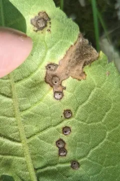 Asteromyia clarkei thumbnail 3