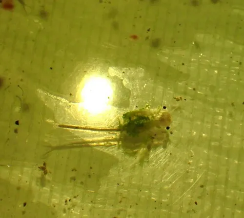 Alkali Fairy Shrimp
