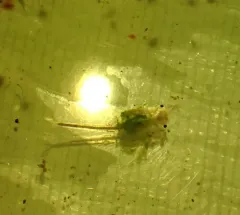 Alkali Fairy Shrimp thumbnail 1