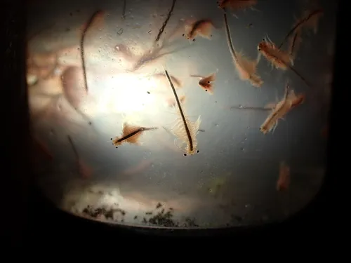 Mono Lake Brine Shrimp