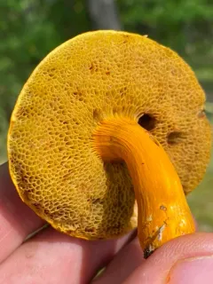 flaming gold bolete thumbnail 3
