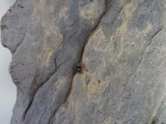 Chalcoscirtus carbonarius thumbnail 2