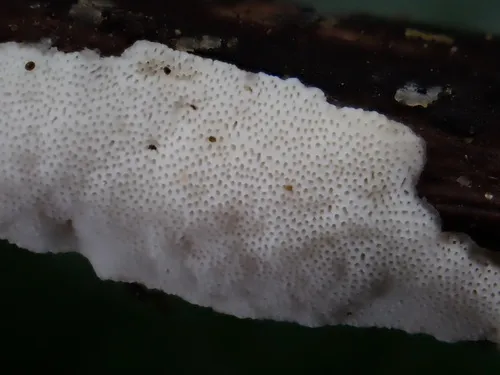 Ceriporia occidentalis