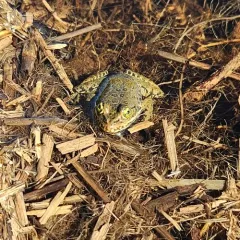 Oregon Spotted Frog thumbnail 4