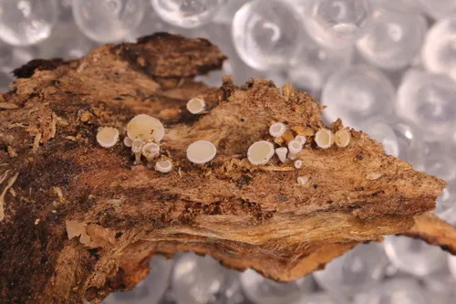 Lachnum fasciculare