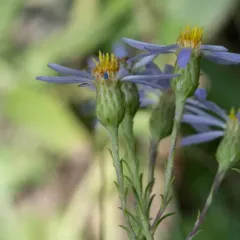 Flax-leaved Aster thumbnail 3
