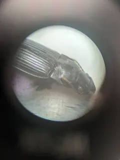 Murky Ground Beetle thumbnail 3