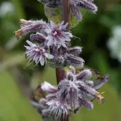 purple rattlesnake root thumbnail 3
