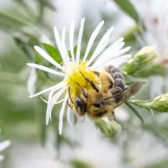 Aster Mining Bee thumbnail 3