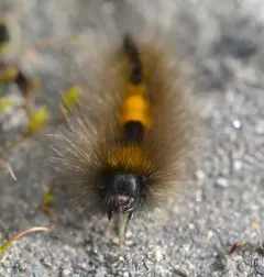 Arctic Woolly Bear Moth thumbnail 2