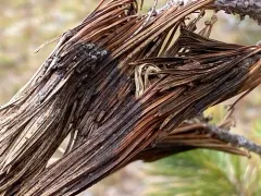 Brown Felt Pine Blight thumbnail 3