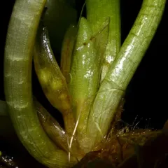 Amazon Frogbit thumbnail 1