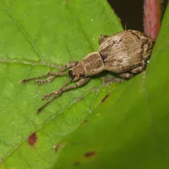 obscure root weevil thumbnail 4