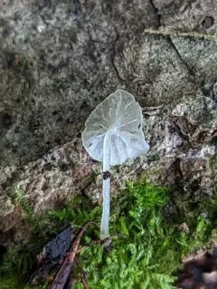 Delicatula integrella thumbnail 3