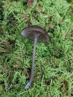 Entoloma watsonii thumbnail 3