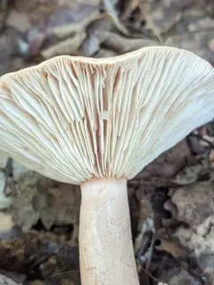 Oakbug Milkcap thumbnail 4