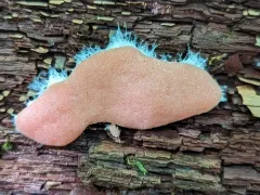 Dictydiaethalium plumbeum thumbnail 3