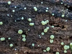 Trichoderma gelatinosum thumbnail 2