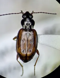 Bembidion stillaguamish thumbnail 2