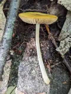 Pluteus flavofuligineus thumbnail 3