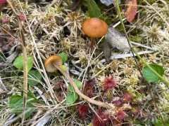 Sphagnum-bog Galerina thumbnail 3