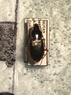 Calathus ingratus thumbnail 4