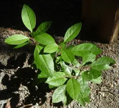 Susquehana Sandcherry thumbnail 4