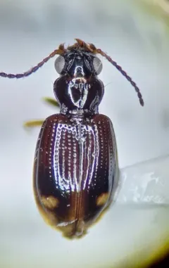 Bembidion frontale thumbnail 4