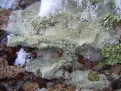 Loxospora elatina thumbnail 1