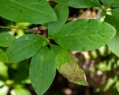 Lyonetia ledi thumbnail 2