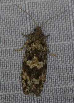 Purple-striped Shootworm Moth thumbnail 2