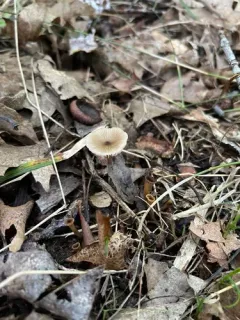Entoloma cornicolor thumbnail 2