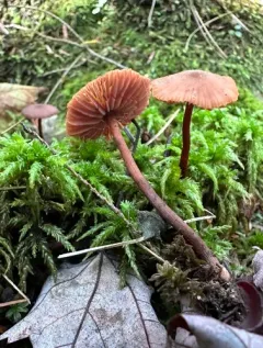 Laccaria striatula thumbnail 3
