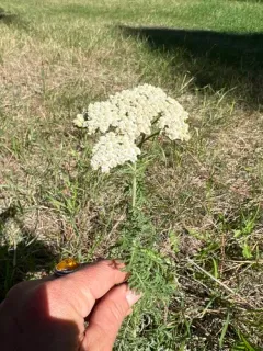 Noble Yarrow thumbnail 2