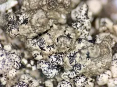 Lichenostigma elongatum thumbnail 3