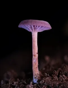 Laccaria calospora thumbnail 4