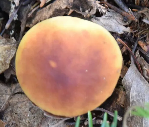 Chippewa Bolete