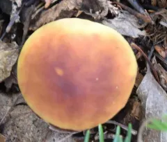 Chippewa Bolete thumbnail 1