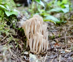 Ramaria acrisiccescens thumbnail 2