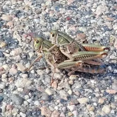 Plains Lubber Grasshopper thumbnail 4