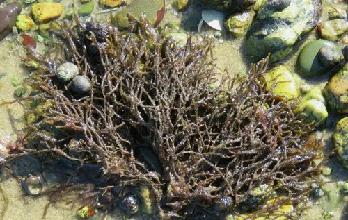 Hairy Sand Weed