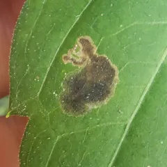 Agromyza rudbeckiana thumbnail 3