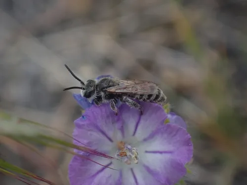 Dufourea trochantera