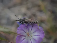 Dufourea trochantera thumbnail 1