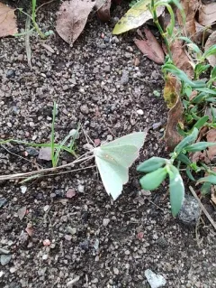 Red-bordered Emerald thumbnail 2