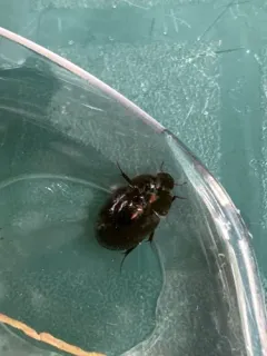 Limnohydrobius melaenus thumbnail 3