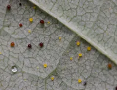 Phyllactinia marissalii thumbnail 2