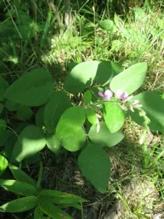 hoary tick-trefoil thumbnail 3