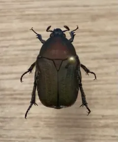 Olive Flower Beetle thumbnail 2